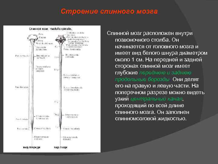 Спинной мозг расположен