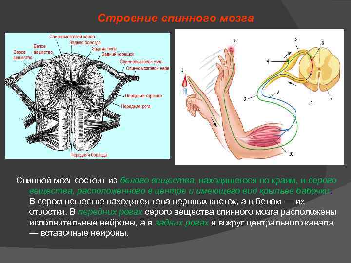 Спинной мозг состоит из