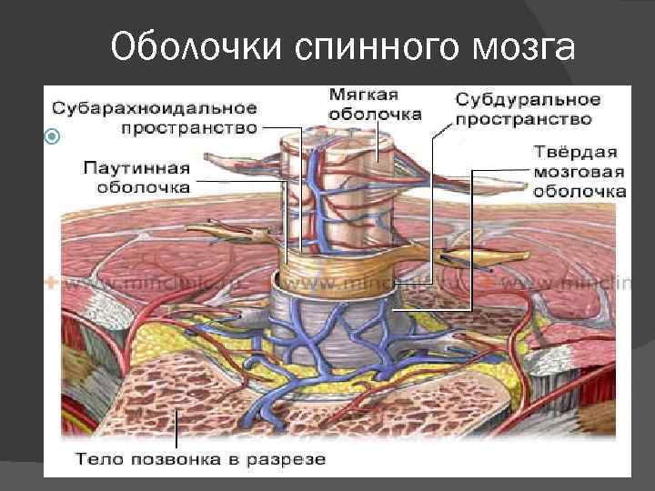 Мягкая оболочка спинного. Паутинная оболочка спинного мозга функции. Зубчатая связка спинного мозга. Твердая оболочка спинного мозга латынь. Строение спинного мозга слои.