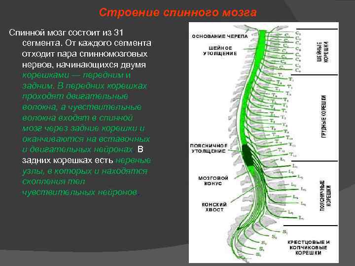 От спинного мозга отходит 31 пара. Терминальная нить спинного мозга анатомия. Сегменты спинного мозга в соответствии с выполняемыми функциями:. Сегменты Корешков спинного мозга. 31 Пара передних Корешков спинномозговых нервов.