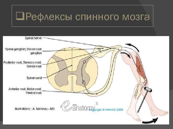 5 спинномозговых рефлексов. Спинальные рефлексы. Физиологический Тип рефлексов спинного мозга. Классификация рефлексов спинного мозга. Спинной мозг обеспечивает рефлексы.