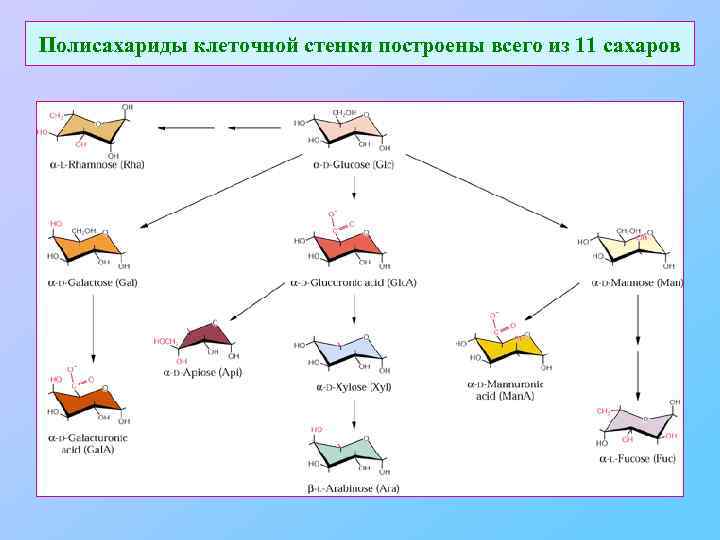 Полисахариды клеточной стенки построены всего из 11 сахаров 