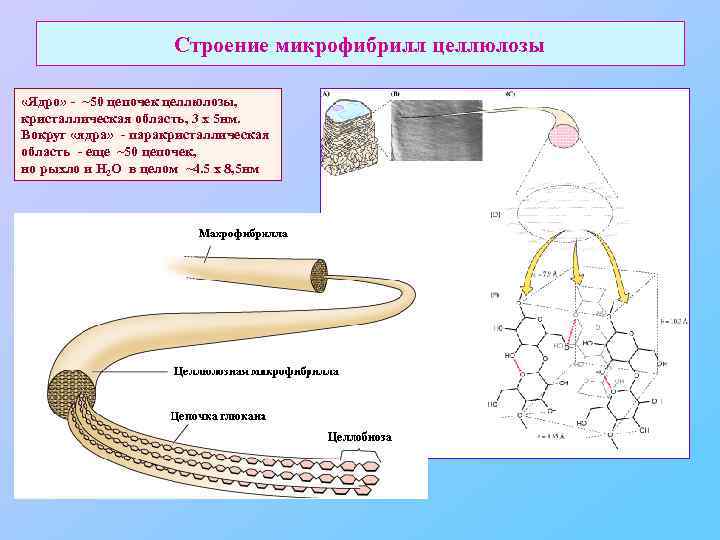 Строение микрофибрилл целлюлозы «Ядро» - ~50 цепочек целлюлозы, кристаллическая область, 3 х 5 нм.