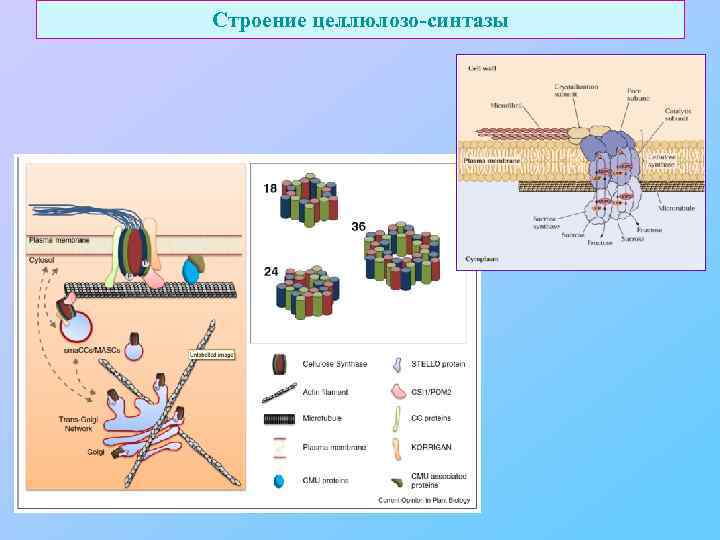 Строение целлюлозо-синтазы 