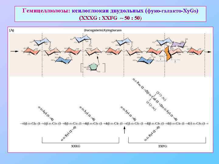 Гемицеллюлозы: ксилоглюкан двудольных (фуко-галакто-Xy. Gs) (XXXG : XXFG ~ 50 : 50) 