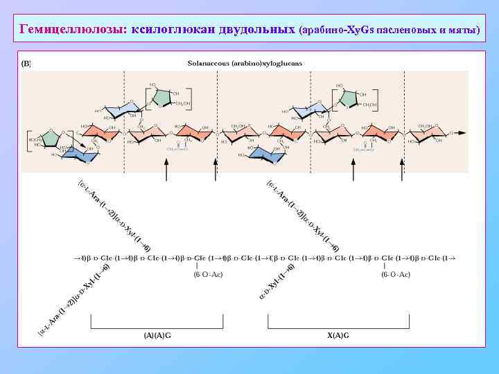 Гемицеллюлозы: ксилоглюкан двудольных (арабино-Xy. Gs пасленовых и мяты) 