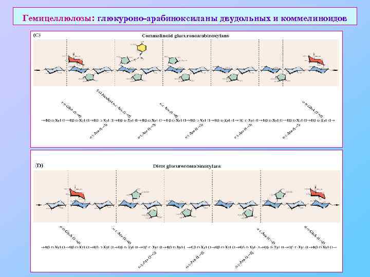 Гемицеллюлозы: глюкуроно-арабиноксиланы двудольных и коммелиноидов 