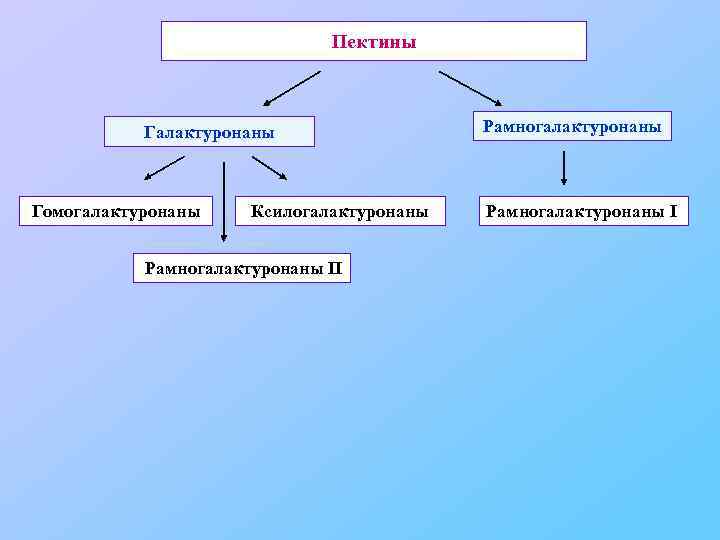 Пектины Галактуронаны Гомогалактуронаны Ксилогалактуронаны Рамногалактуронаны II Рамногалактуронаны I 