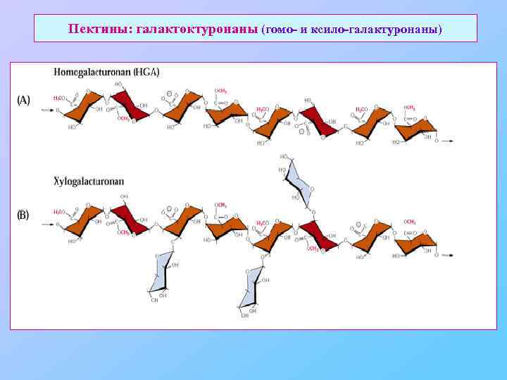 Пектины: галактоктуронаны (гомо- и ксило-галактуронаны) 