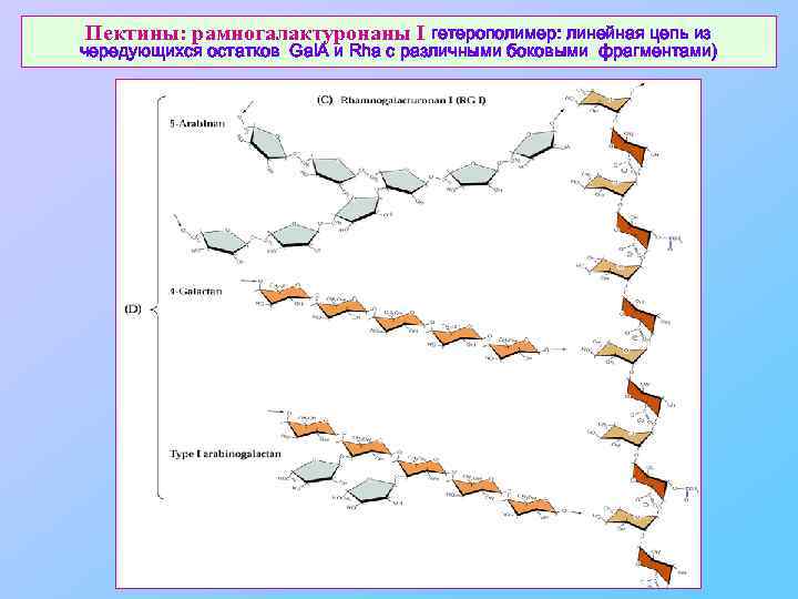 Пектины: рамногалактуронаны I гетерополимер: линейная цепь из чередующихся остатков Gal. A и Rha с