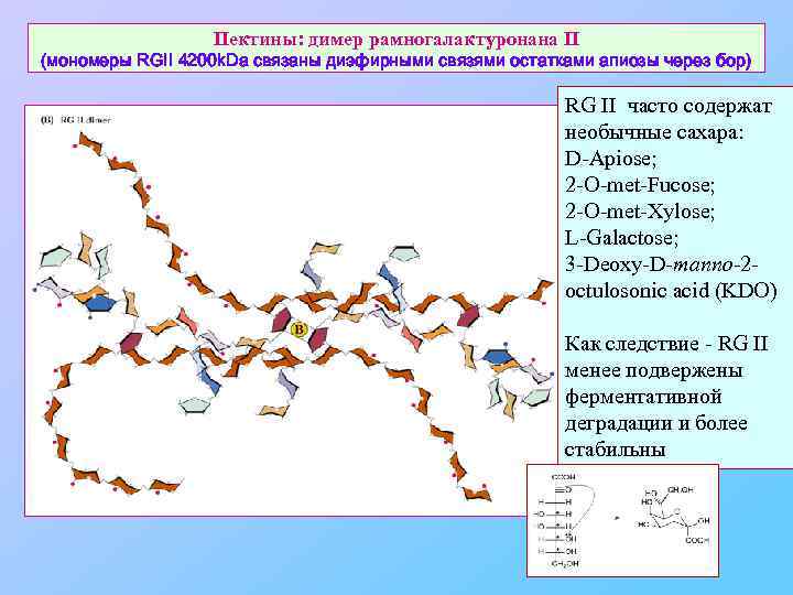 Пектины: димер рамногалактуронана II (мономеры RGII 4200 k. Da связаны диэфирными связями остатками апиозы