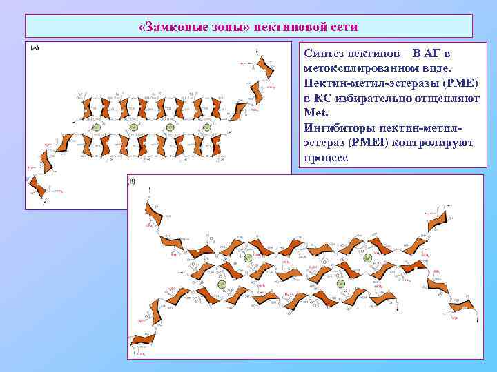  «Замковые зоны» пектиновой сети Синтез пектинов – В АГ в метоксилированном виде. Пектин-метил-эстеразы