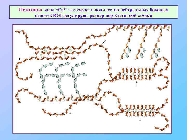 Пектины: зоны «Ca 2+-застежек» и количество нейтральных боковых цепочек RGI регулируют размер пор клеточной