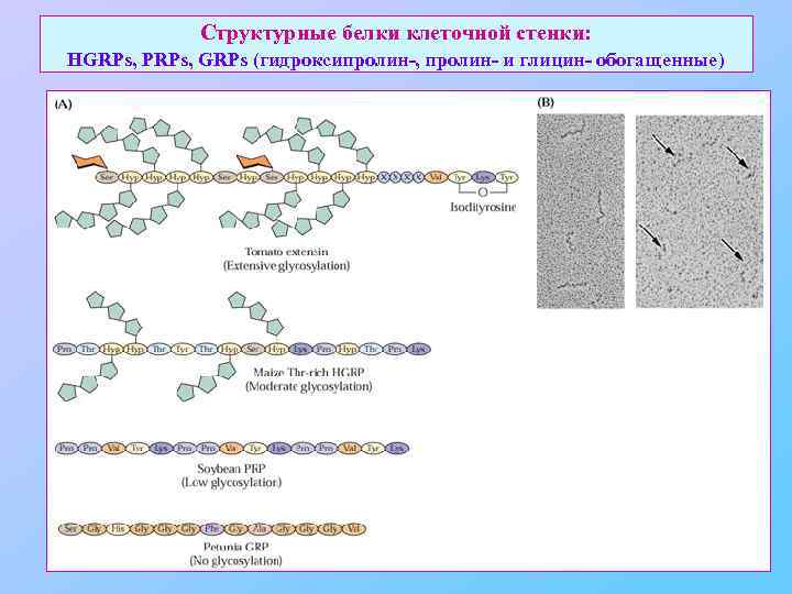 Структурные белки клеточной стенки: HGRPs, PRPs, GRPs (гидроксипролин-, пролин- и глицин- обогащенные) 