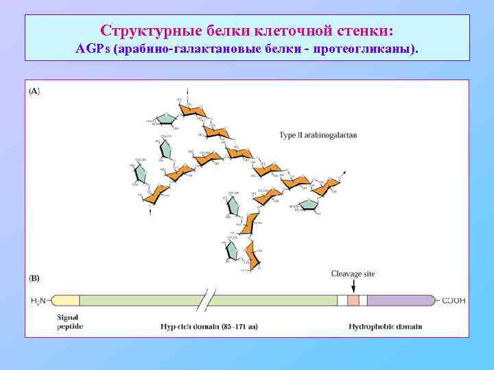 Структурные белки клеточной стенки: AGPs (арабино-галактановые белки - протеогликаны). 