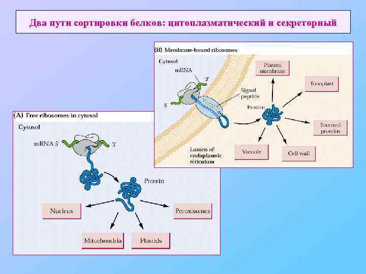 Два пути сортировки белков: цитоплазматический и секреторный 