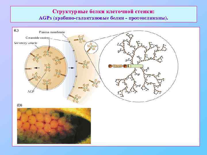 Структурные белки клеточной стенки: AGPs (арабино-галактановые белки - протеогликаны). 