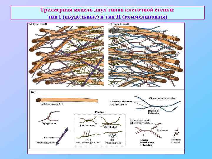 Трехмерная модель двух типов клеточной стенки: тип I (двудольные) и тип II (коммелиноиды) 