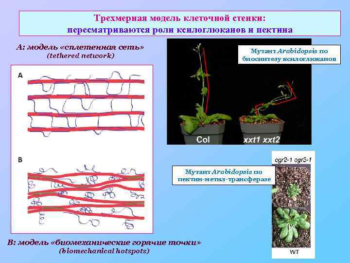 Трехмерная модель клеточной стенки: пересматриваются роли ксилоглюканов и пектина А: модель «сплетенная сеть» Мутант