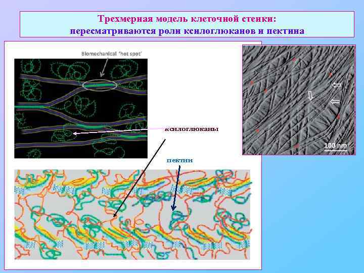 Трехмерная модель клеточной стенки: пересматриваются роли ксилоглюканов и пектина ксилоглюканы пектин 