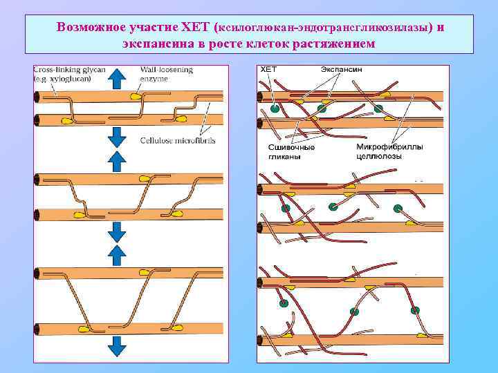 Возможное участие ХЕТ (ксилоглюкан-эндотрансгликозилазы) и экспансина в росте клеток растяжением 