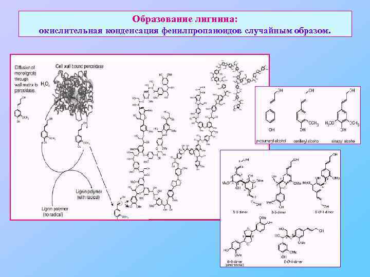Образование лигнина: окислительная конденсация фенилпропаноидов случайным образом. 