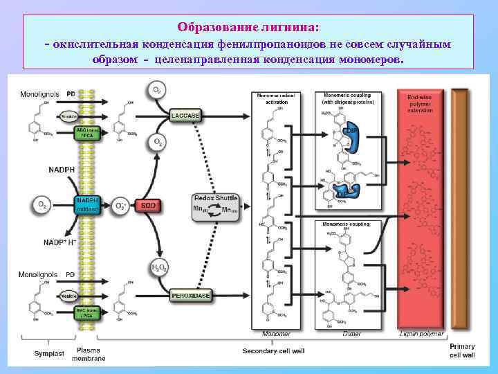 Образование лигнина: - окислительная конденсация фенилпропаноидов не совсем случайным образом - целенаправленная конденсация мономеров.