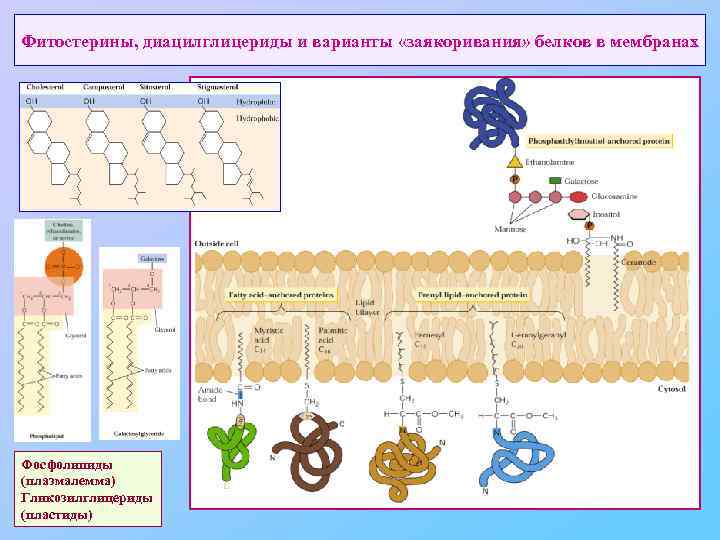 Фитостерины, диацилглицериды и варианты «заякоривания» белков в мембранах Фосфолипиды (плазмалемма) Гликозилглицериды (пластиды) 
