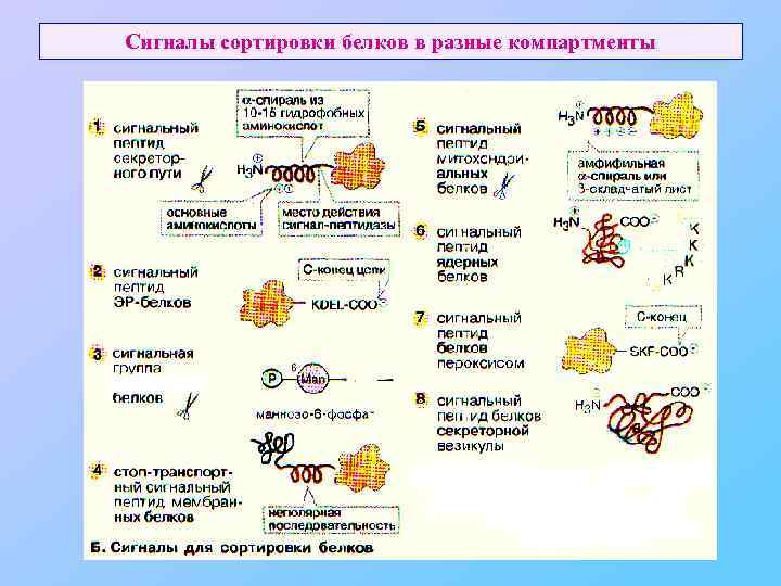 Сигналы сортировки белков в разные компартменты 