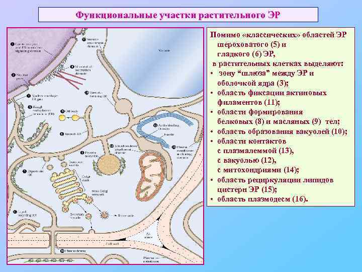 Функциональные участки растительного ЭР Помимо «классических» областей ЭР шероховатого (5) и гладкого (6) ЭР,