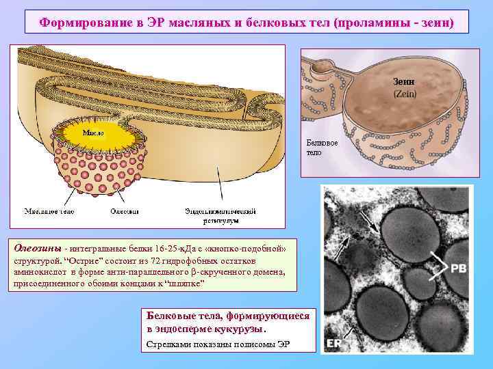 Формирование в ЭР масляных и белковых тел (проламины - зеин) Олеозины - интегральные белки
