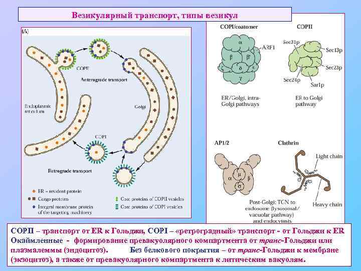 Везикулярный транспорт, типы везикул COPII – транспорт от ER к Гольджи, COPI – «ретроградный»