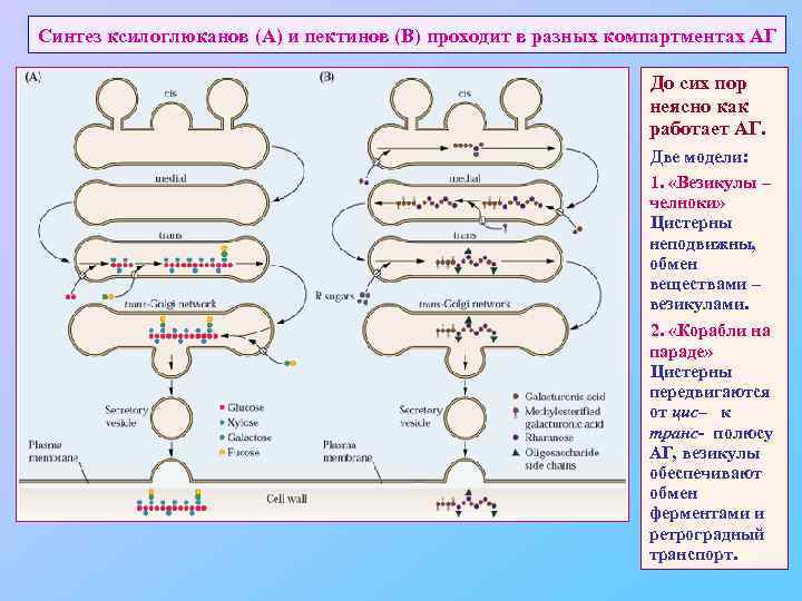 Синтез ксилоглюканов (А) и пектинов (В) проходит в разных компартментах АГ До сих пор