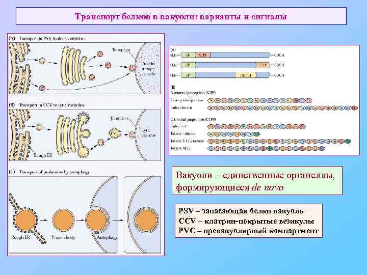 Транспорт белков в вакуоли: варианты и сигналы Вакуоли – единственные органеллы, формирующиеся de novo