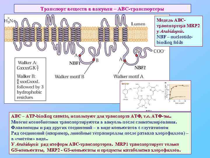 Транспорт веществ в вакуоли – АВС-транспортеры Модель АВСтранспортера MRP 2 у Arabidopsis. NBF –