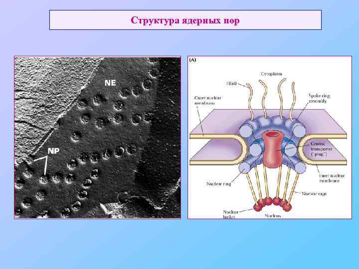 Структура ядерных пор 