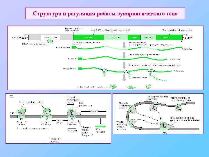Структура и регуляция работы эукариотического гена 