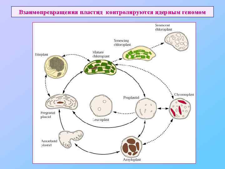 Взаимопревращения пластид контролируются ядерным геномом 