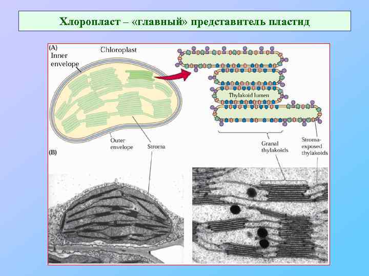 Хлоропласт – «главный» представитель пластид 