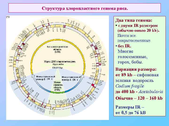Структура хлоропластного генома риса. Два типа генома: • c двумя IR размером (обычно около