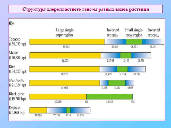 Структура хлоропластного генома разных видов растений 