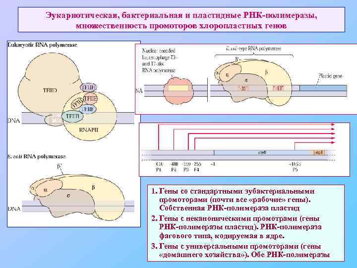 Эукариотическая, бактериальная и пластидные РНК-полимеразы, множественность промоторов хлоропластных генов 1. Гены со стандартными эубактериальными