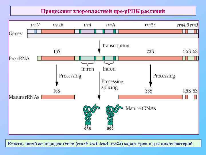 Процессинг хлоропластной пре-р. РНК растений Кстати, такой же порядок генов (rrn 16–trn. I–trn. A–rrn