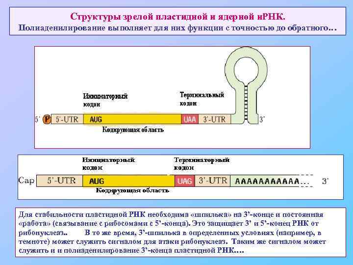 Структуры зрелой пластидной и ядерной и. РНК. Полиаденилирование выполняет для них функции с точностью