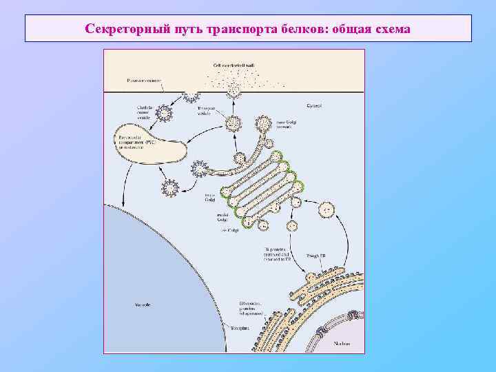 Секреторный путь транспорта белков: общая схема 