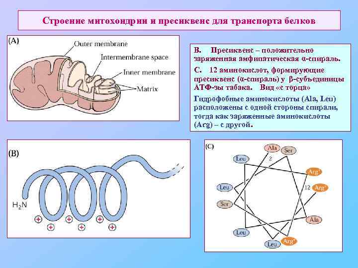 Строение митохондрии и пресиквенс для транспорта белков В. Пресиквенс – положительно заряженная амфипатическая α-спираль.