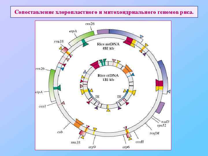 Сопоставление хлоропластного и митохондриального геномов риса. 