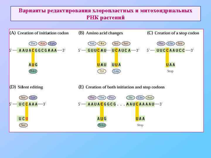 Варианты редактирования хлоропластных и митохондриальных РНК растений 