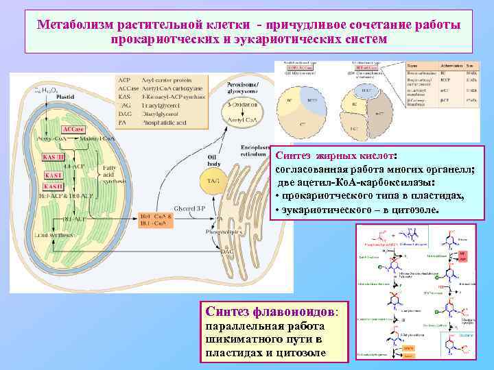 Метаболизм растительной клетки - причудливое сочетание работы прокариотческих и эукариотических систем Синтез жирных кислот: