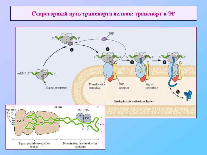 Секреторный путь транспорта белков: транспорт в ЭР 
